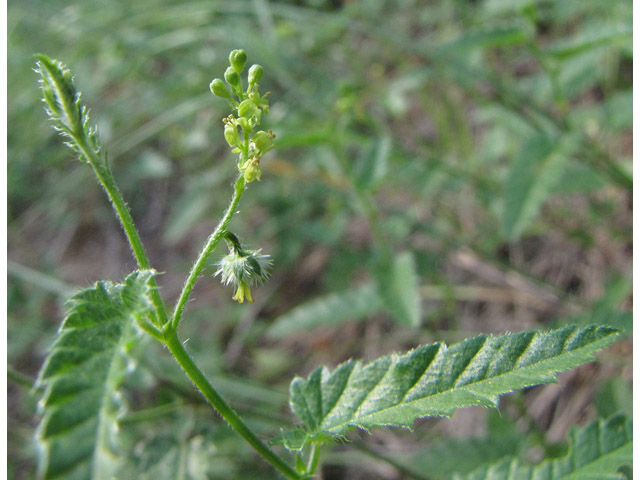 Tragia brevispica (Shortspike noseburn) #36200